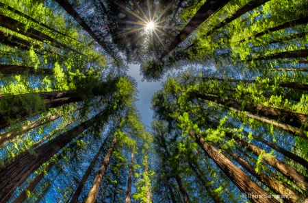 Dappled Redwoods