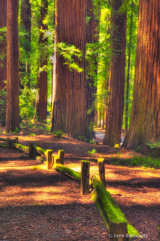 Sidelit Redwoods