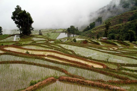 terraced fields