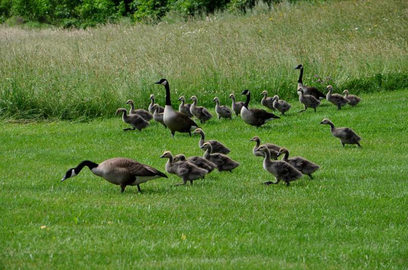 Geese Families