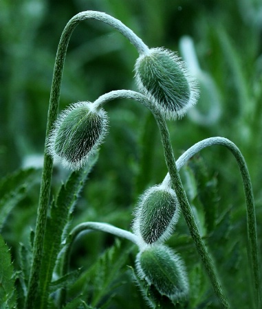 Poppies to Be