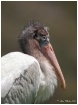 Young Wood Stork