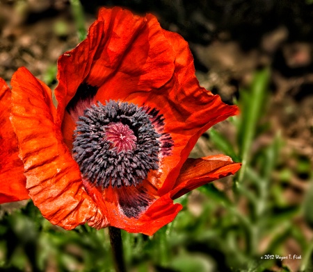 Poppies Galore