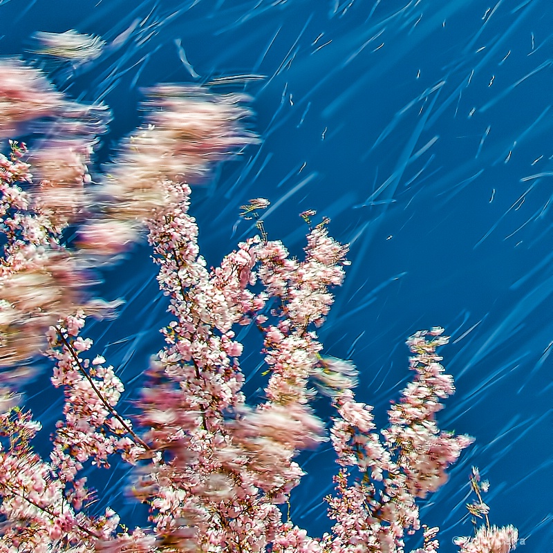 wind-swept cherry blossoms