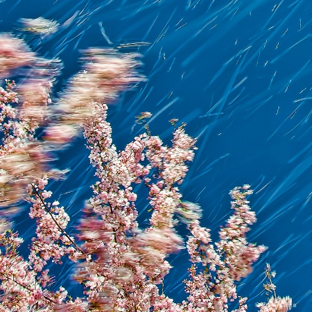 wind-swept cherry blossoms