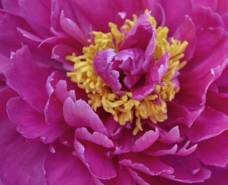 Peony