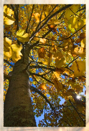 aj autumn leaves at hamilton gardens 05052012 mg 0