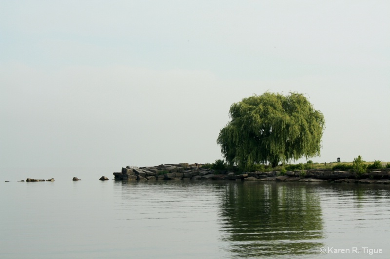 Lake Erie Tree
