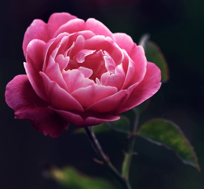 Rose In Morning Light