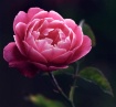 Rose In Morning L...