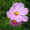 Pink Beauty