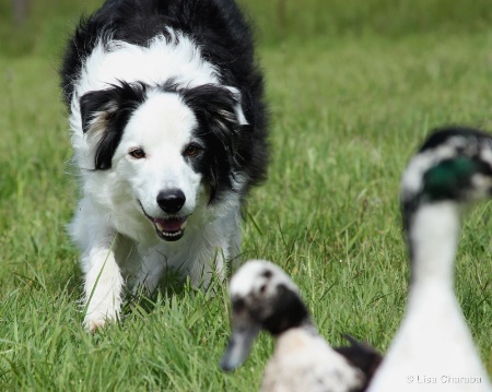 Herding Ducks