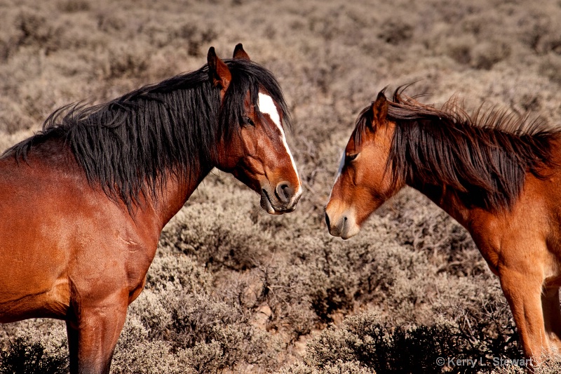 Wild Horses - ID: 13019334 © Kerry L. Stewart