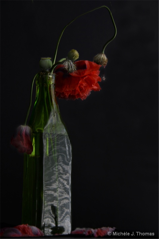 The Poppies Are Dying .... - ID: 13019455 © Michèle J. Thomas