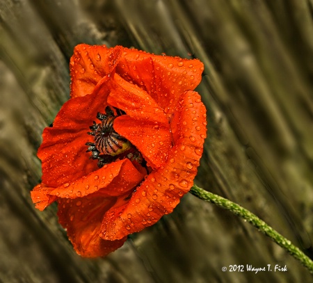 Poppy in Rain