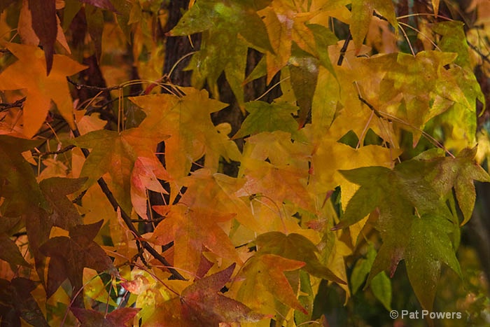 Fall Leaves - ID: 13020874 © Pat Powers
