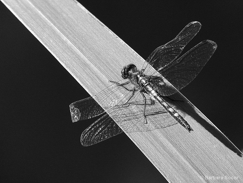 Dragonfly