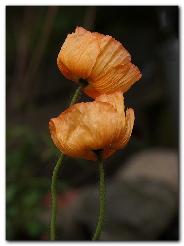 Today's Poppy