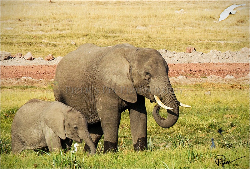 Amboseli Elephants