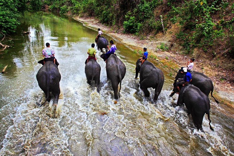 Elephants Camp