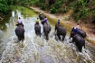 Elephants Camp