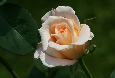 Peach of a Rose