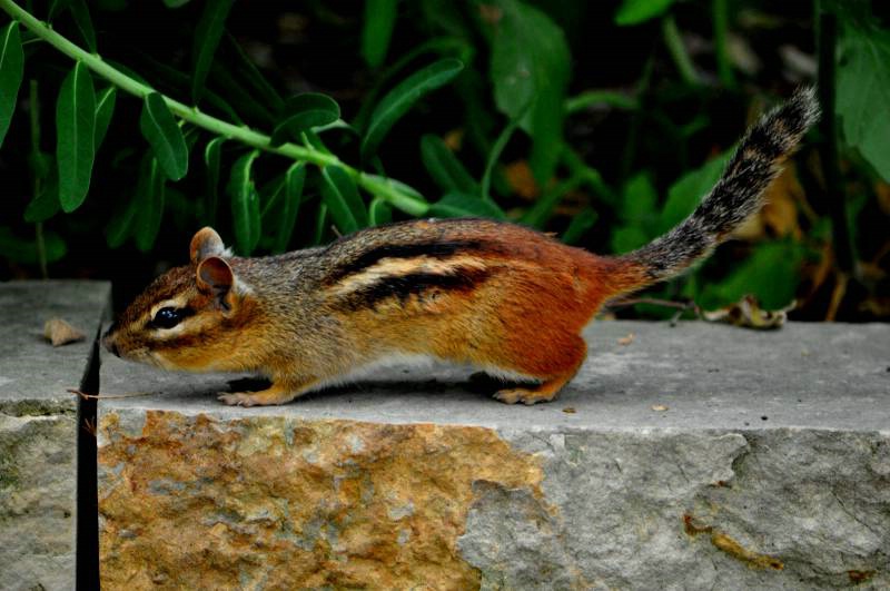 Chipmunk