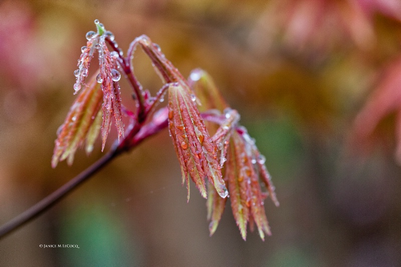 New growth on Acer shirasawanum ‘Autumn Moon’