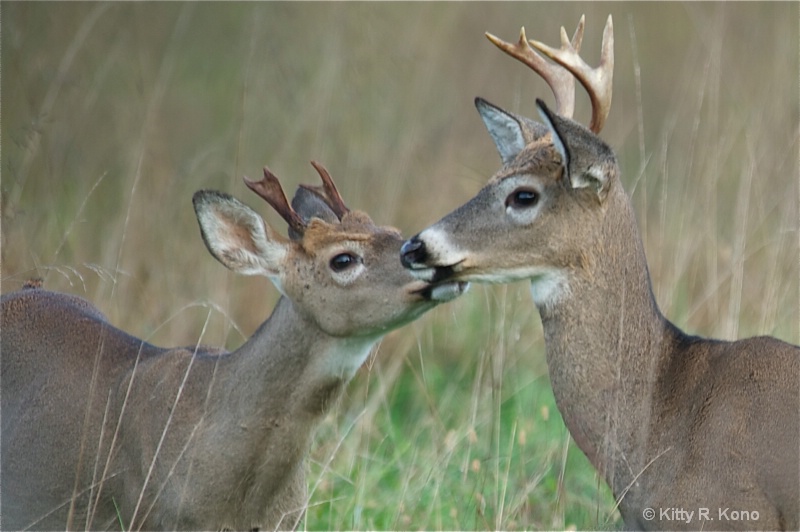 Valley Forge Wildlife 7