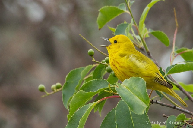Yellow Warbler Singing Away