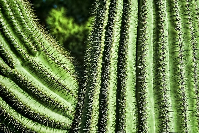 Cactus Closeup