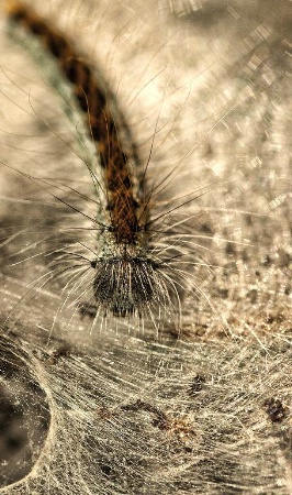 Caterpillar on Threads