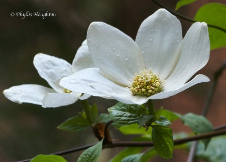 Dogwood with Redwood