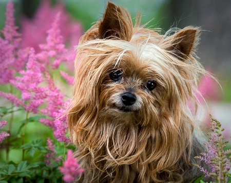 Coco in the Garden