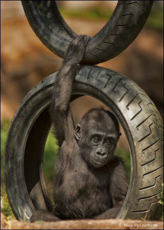 Baby Gorilla Tire Swing