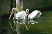 02-pelican-pair