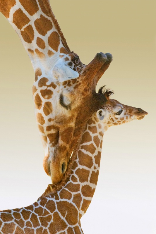 Mommy Giraffe and Baby