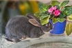 Violets vs. Carro...