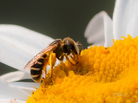 Bee on a Daisy