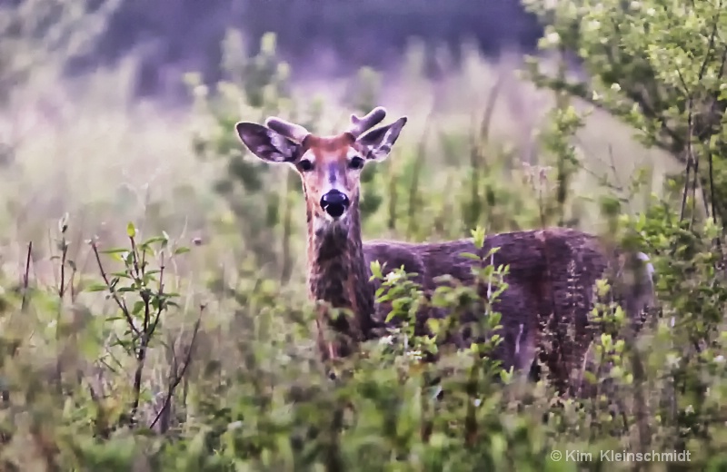 A Buck in the Making