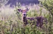 A Buck in the Mak...