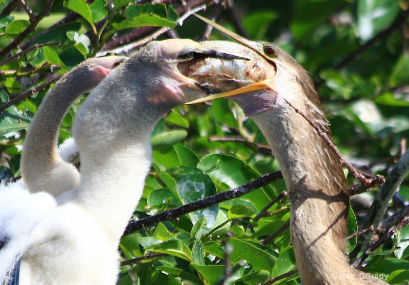 Anhinga feeding chick