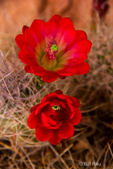 Claret cactus flowers