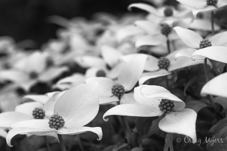 Dogwood Cascade