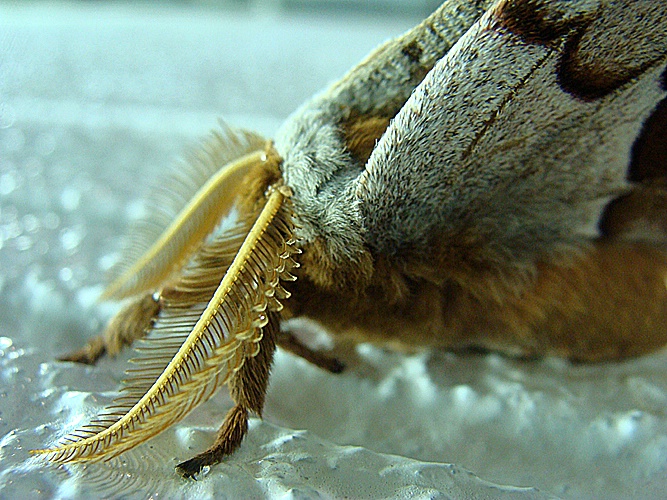 Polyphemus Moth, side view