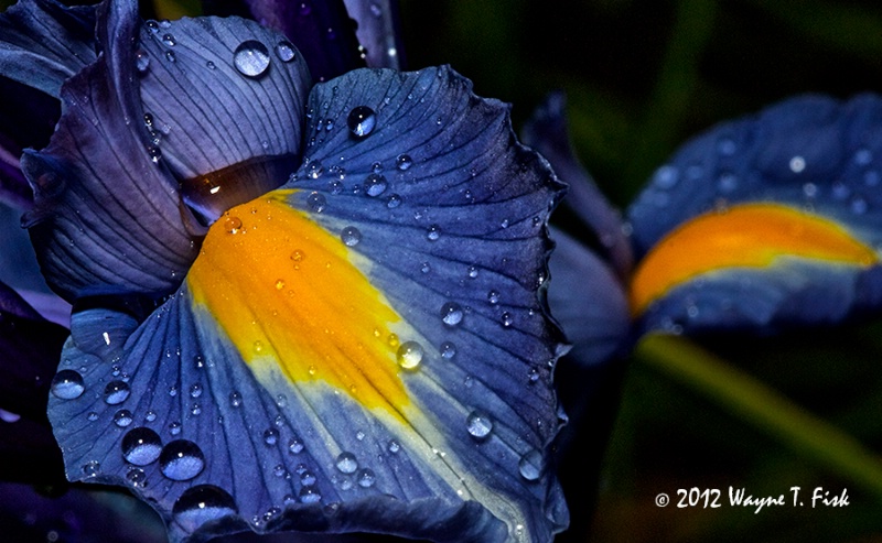Iris in Rain