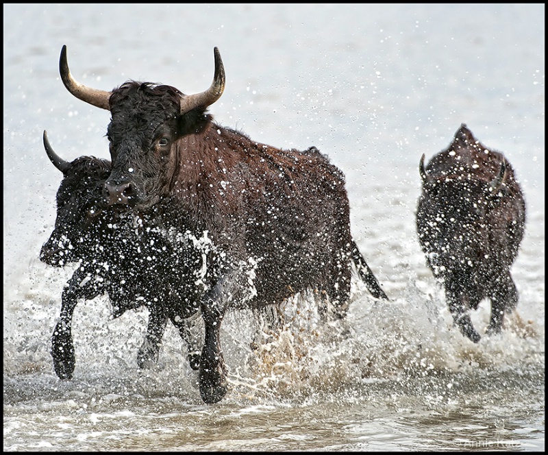 running bulls - ID: 13025829 © Annie Katz
