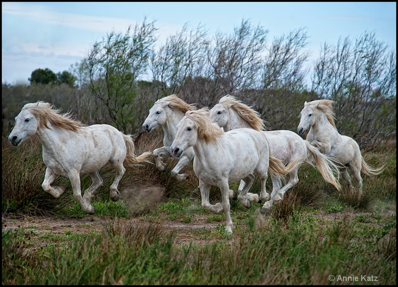 running wild horses - ID: 13025839 © Annie Katz