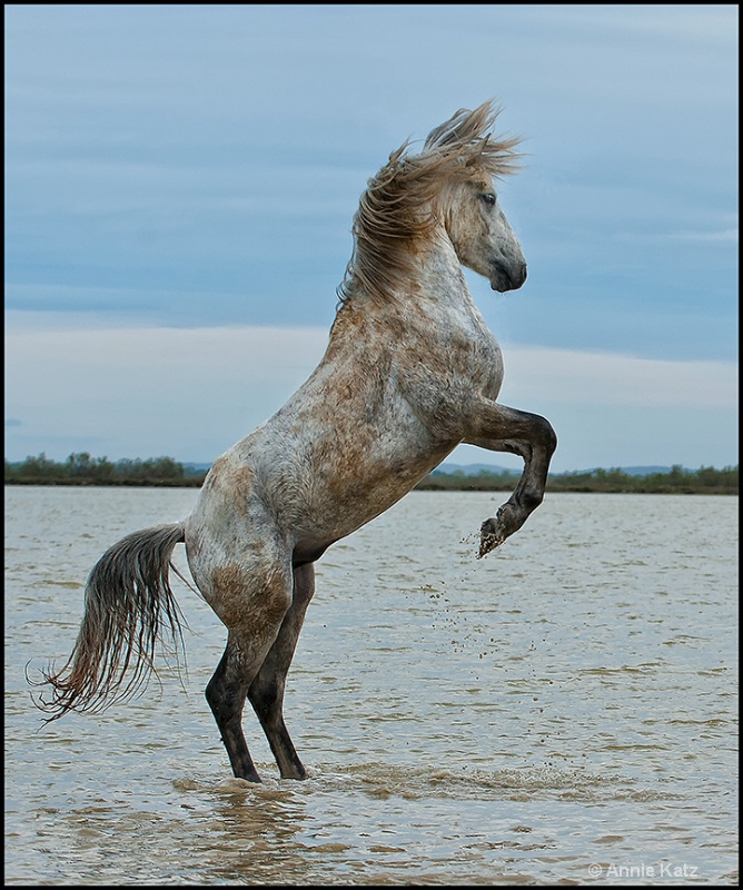 spunky stallion - ID: 13025845 © Annie Katz