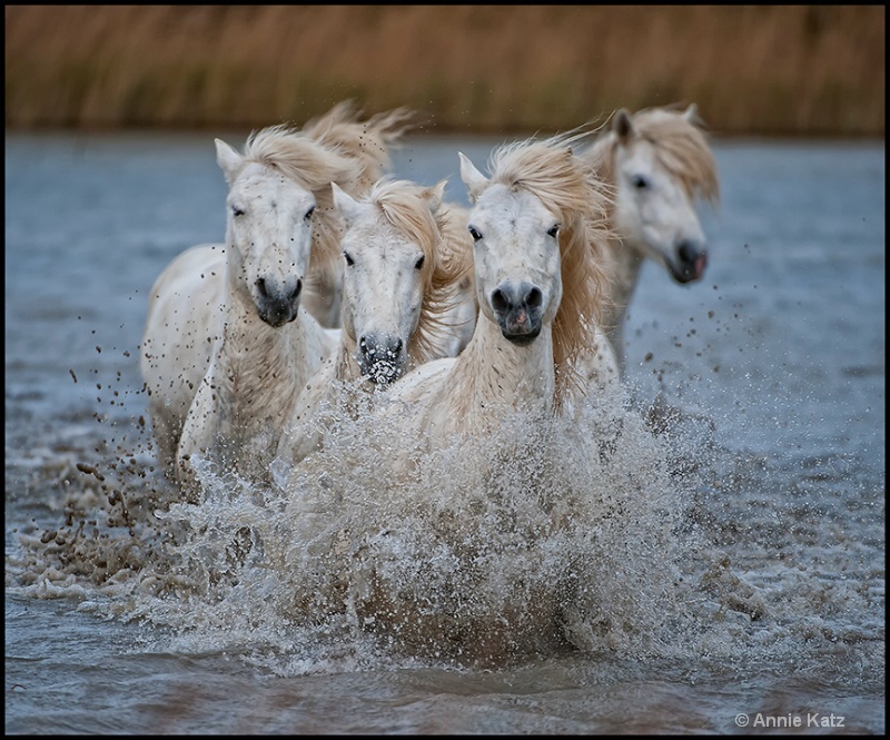 stallions crossing - ID: 13025851 © Annie Katz